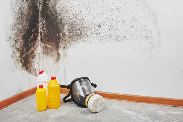 Crawl Space Mold Removal in Sweetwater, TN